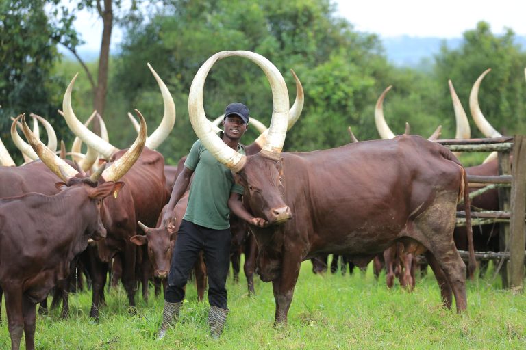 Ankole Cattle in Uganda