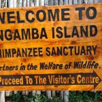 Ngamba Island Uncovered