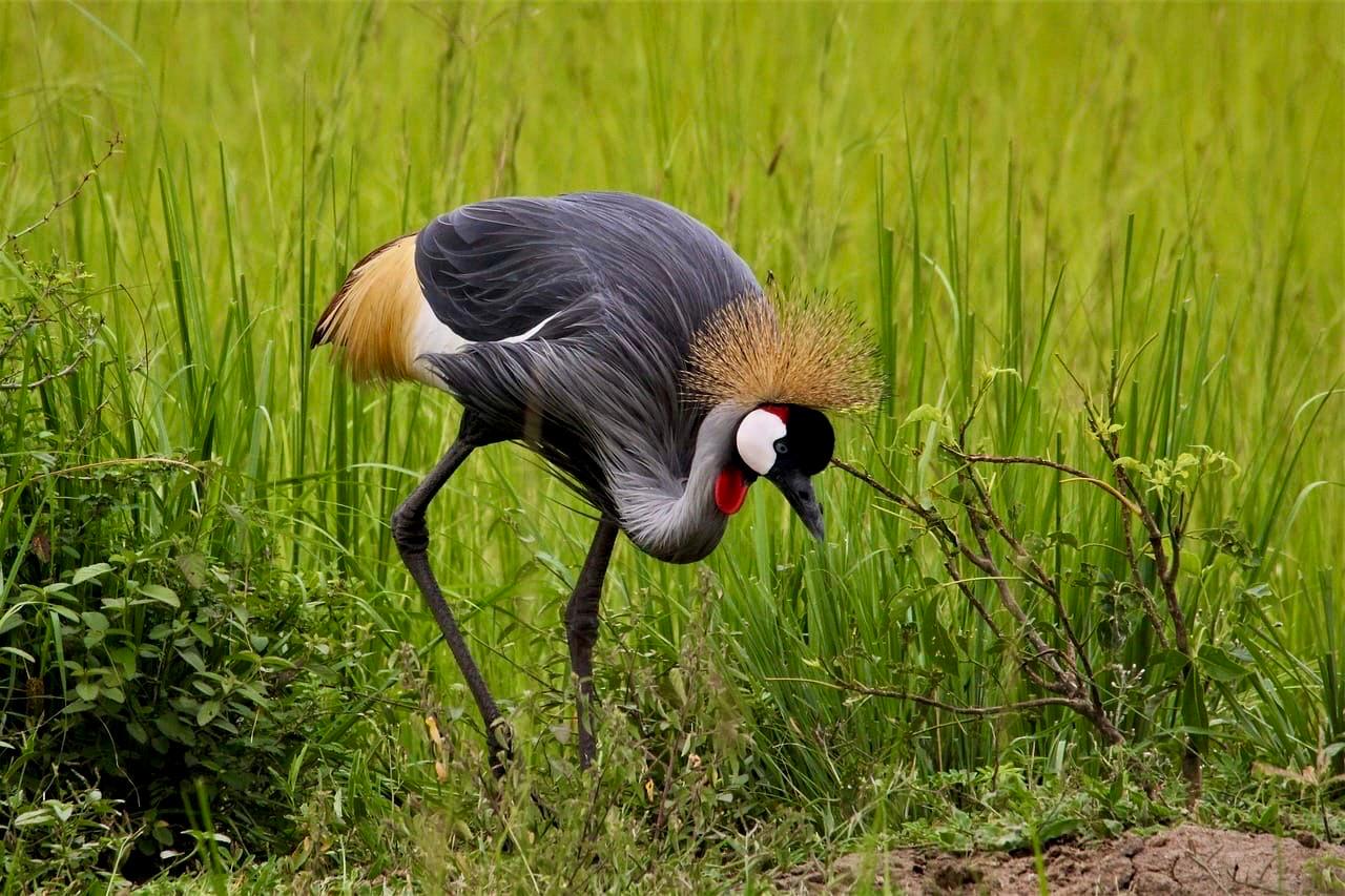 The Grey Crowned Cranes