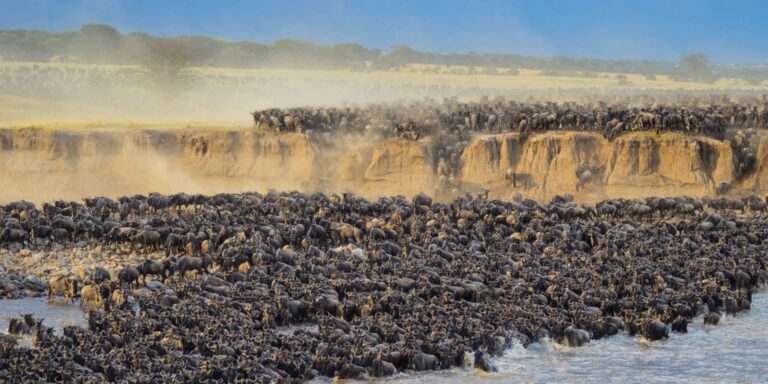 serengeti migration