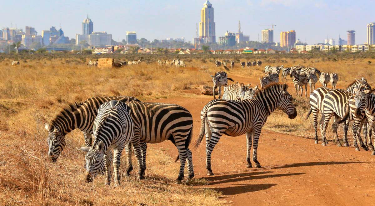 Uber Safari in Kenya