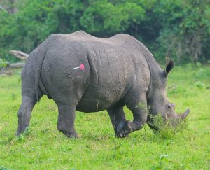 The first rhino was carefully darted
