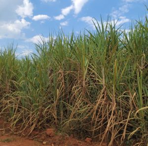Instead, I used a boda boda to make our way through the lush sugarcane plantations