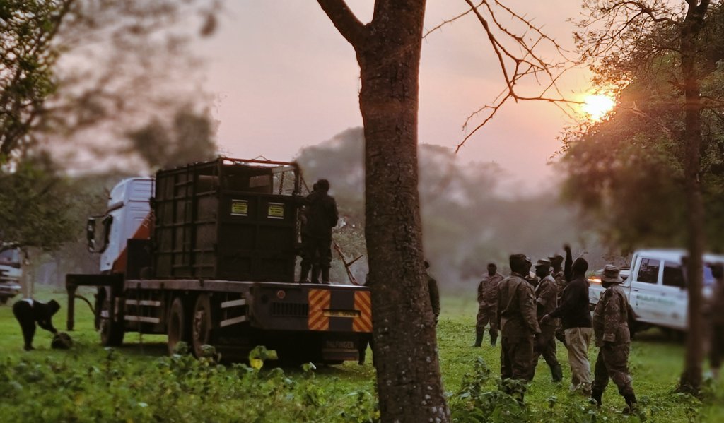 Rhino translocation from Ziwa to Ajai
