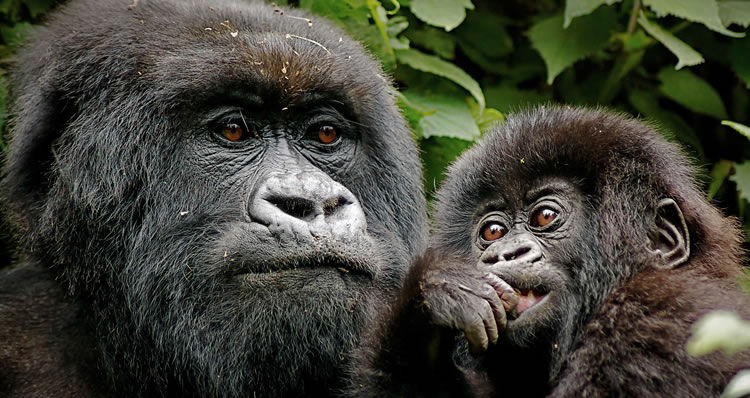 gorillas-rwanda