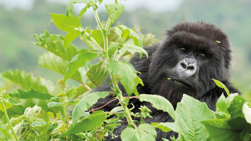 Gorilla Riddles