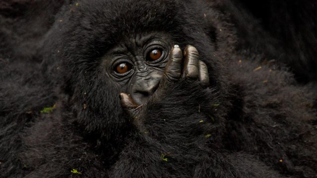 gorilla riddles trekking company