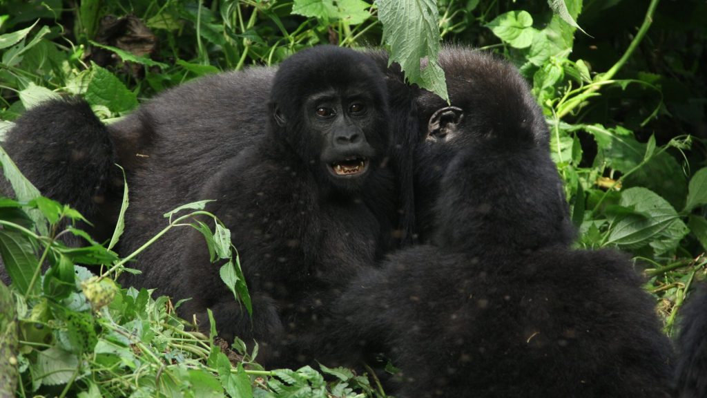 trip to gorillas