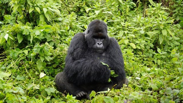 trip to gorillas 2