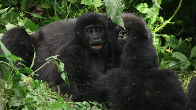 trip to gorillas