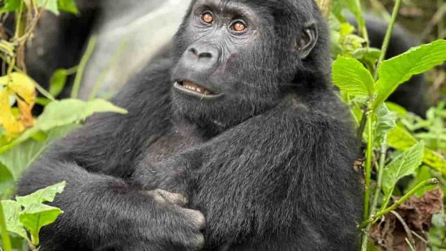 trip to gorillass